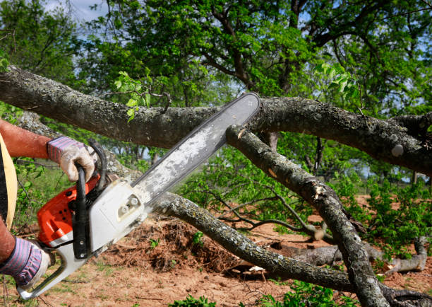 How Our Tree Care Process Works  in  Croton On Hudson, NY